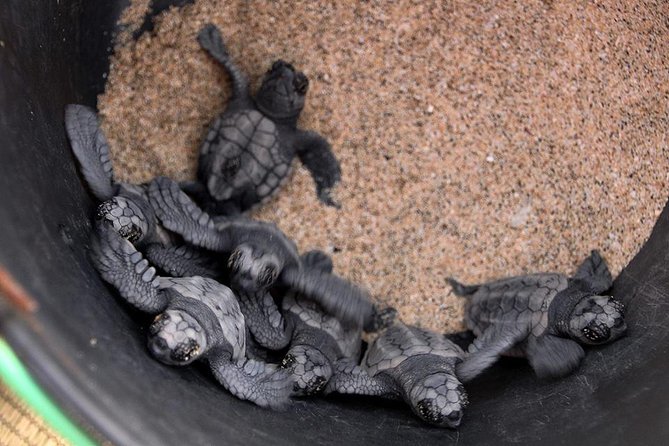 4h Turtle Watching with SSV Buggy Night 4WD - Serra Negra and the wild east coast