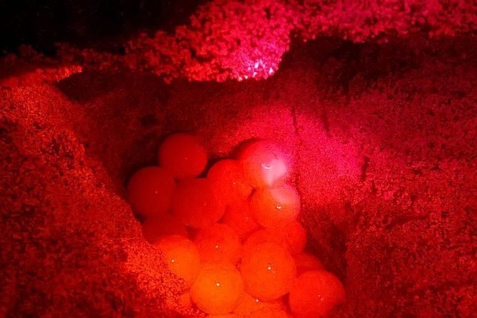 4h Turtle Watching with SSV Buggy Night 4WD - Safety rules you should take seriously