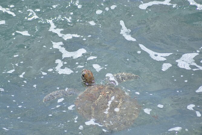 4x4 Tour - Sandboard, Shark & Green Turtle's Bay, Snacks & Drinks - Turtle Bay and the value of seeing animals in nature
