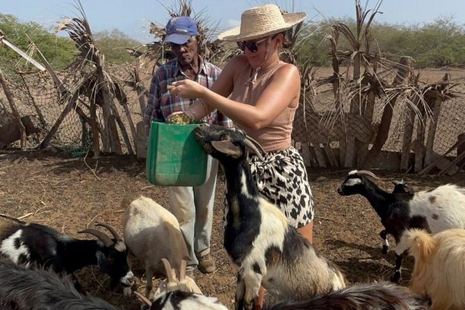 ALL-INCLUSSIVE Cabrer Journey-Live a day like a Cabrer-BoaVista - Learning how local goat cheese is made