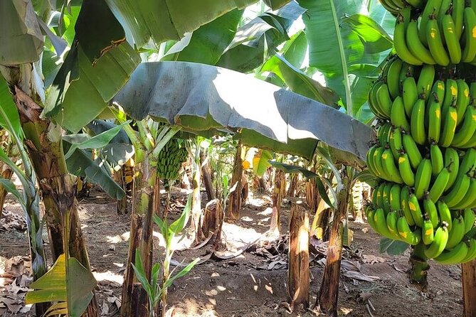 Banana Plantation / Black Sand Beach Experience - Fresh fruit with a direct connection to the farm