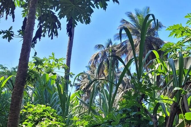 Banana Plantation / Black Sand Beach Experience - What the farming lesson adds to the visit