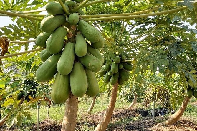 Banana Plantation / Black Sand Beach Experience - Pedra Badejo and the two-hour coastal finish