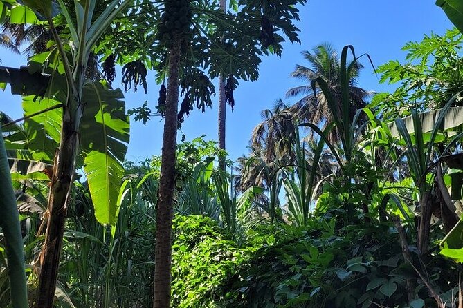 Banana Plantation / Black Sand Beach Experience - Who will get the most from this experience