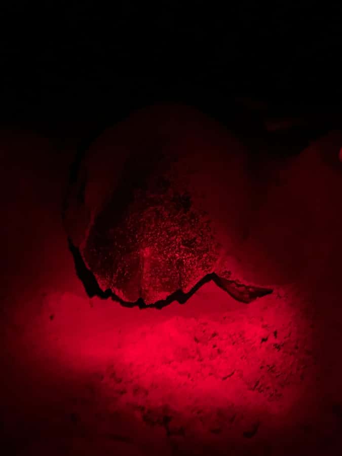 Boa Vista: Guided Turtle Experience with a Certified Guide - Why Boa Vista is a fine place for a turtle night