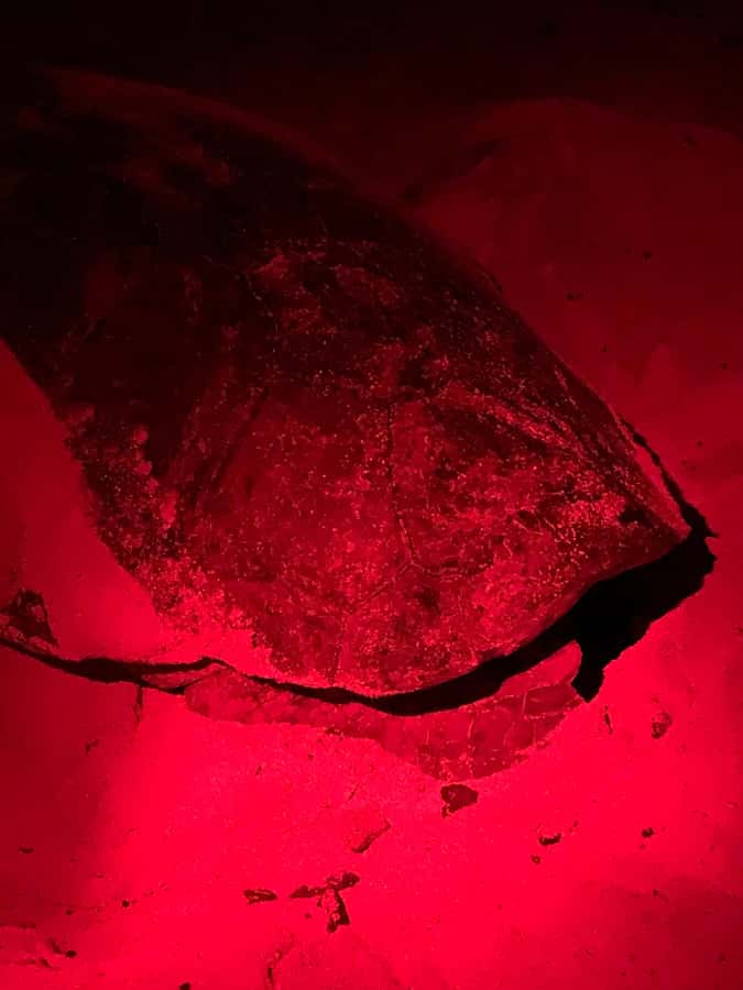 Boa Vista: Guided Turtle Experience with a Certified Guide - The briefing: useful rules, not red tape