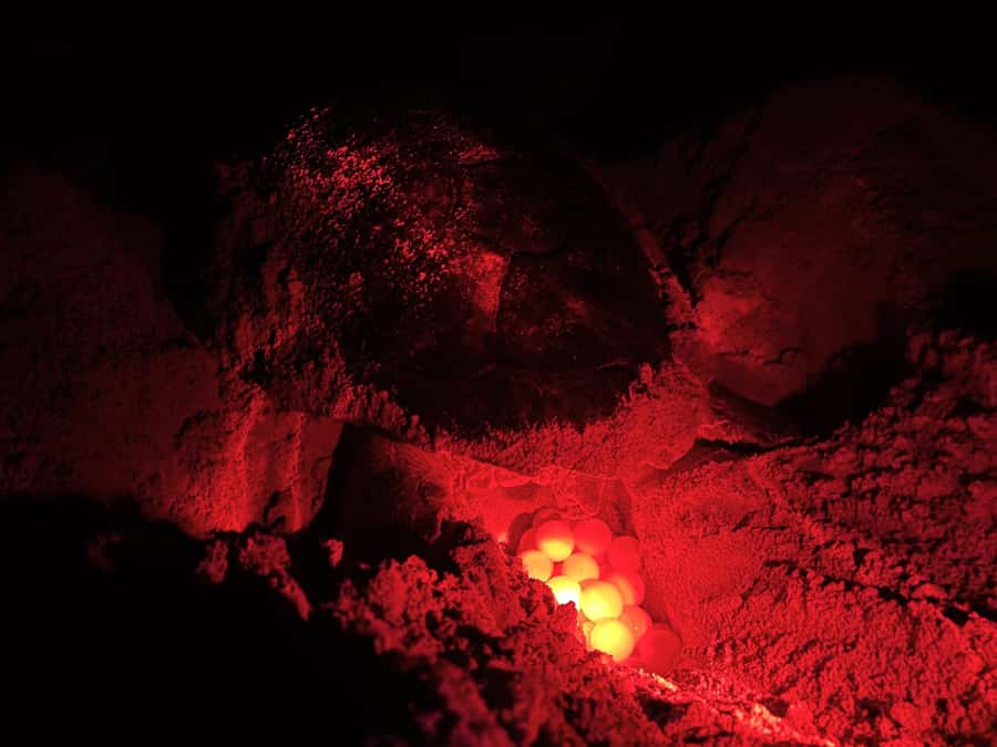 Boa Vista: Guided Turtle Experience with a Certified Guide - From hotel lobby to off-road beach