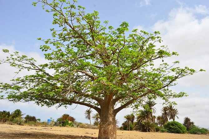 Boa Vista Island: Full-Day Wild Beaches & Viana Desert Experience - Curral Velho, the abandoned village and salt mine
