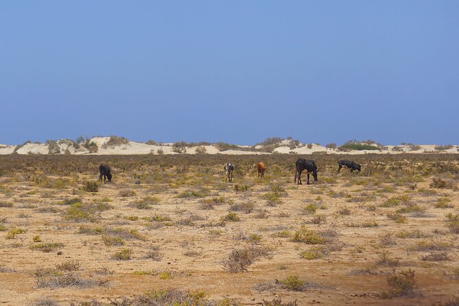Boa Vista Island: Full-Day Wild Beaches & Viana Desert Experience - Ervatão Beach and a possible swim