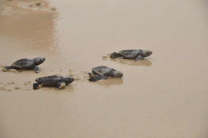 Boa Vista Island: Full-Day Wild Beaches & Viana Desert Experience - Morning pickup from Sal Rei and the road south