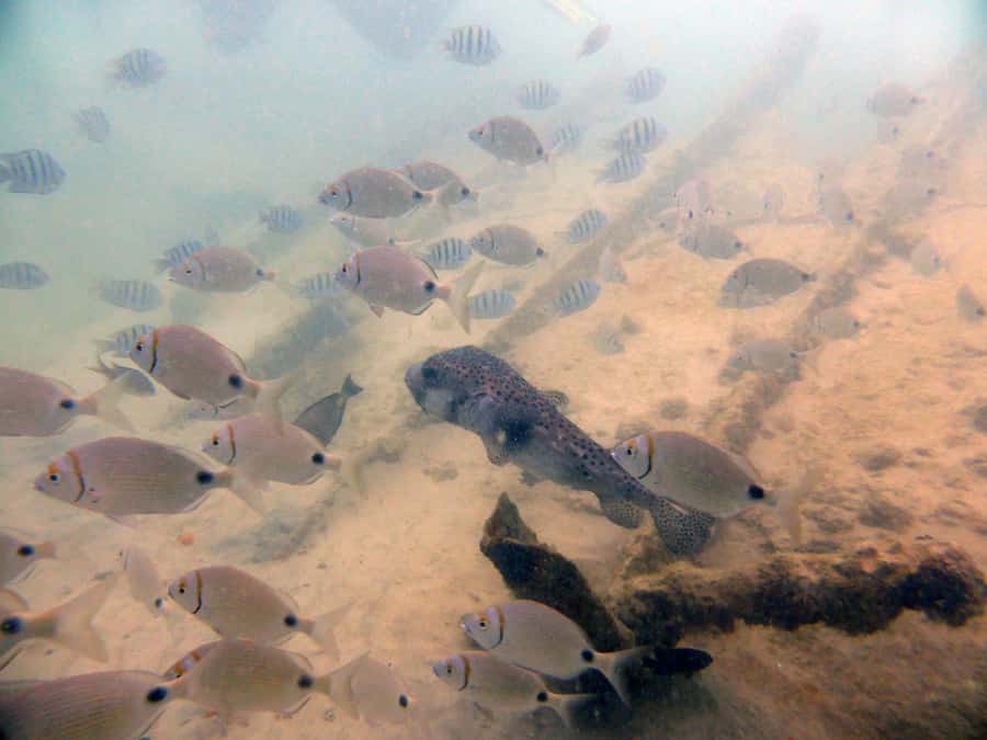 Boa Vista: Motoryacht Trip with Fishing, Snorkel, Beach BBQ - The beach BBQ and what you will eat