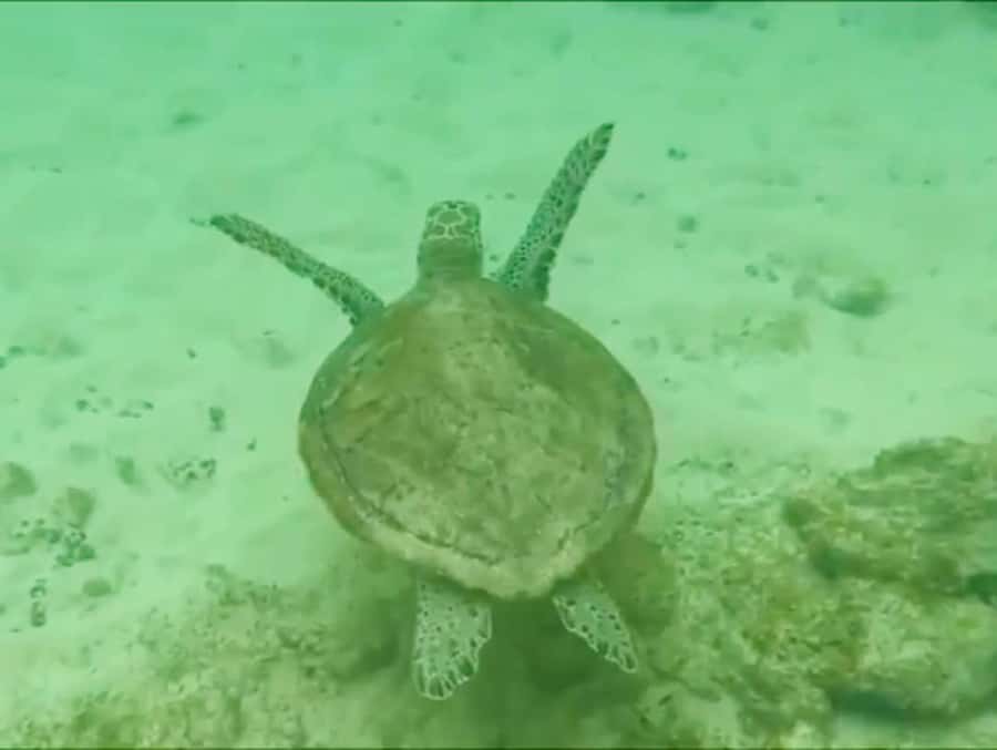 Boa Vista Reef Snorkeling in Gatas Bay / Aperitif with Locals - Why Gatas Bay makes a good first snorkeling trip