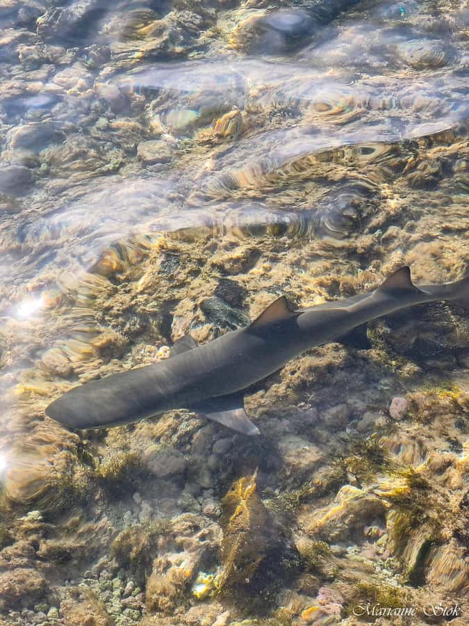 Boa Vista: Shark, Turtles, Cave, Sandboarding & Tasting Tour - Guide quality makes the difference