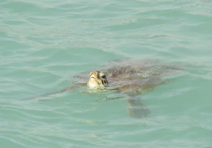 Boa Vista: Turtles, Sharks, City of Sal Rei, Santa Monica Beach, Shipwreck ... - Rabil pottery puts local craft first
