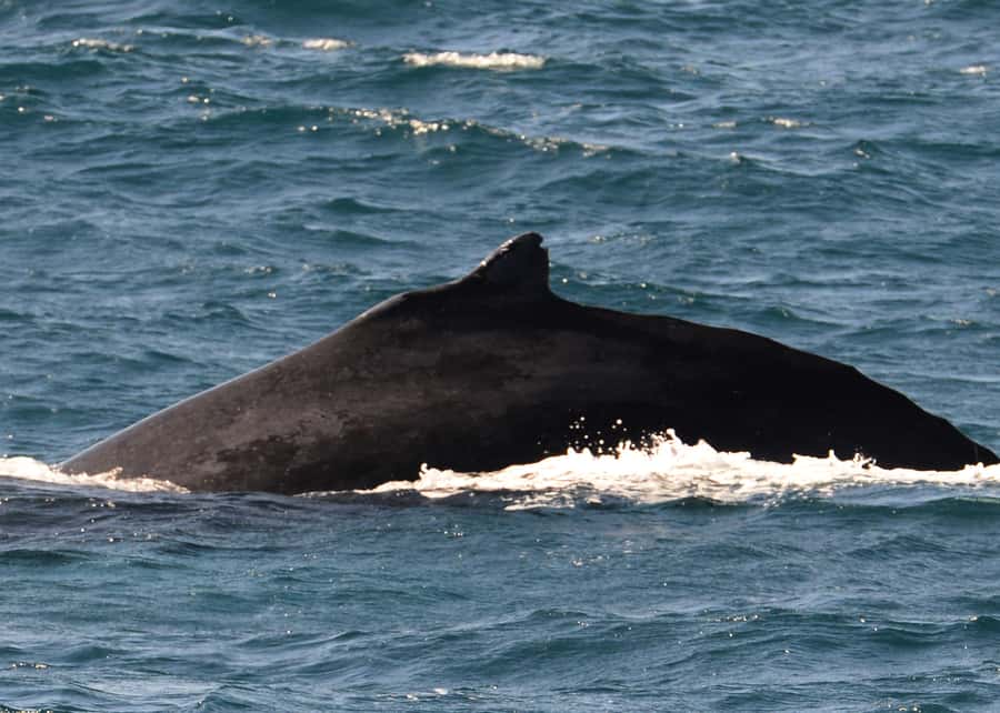 Boa Vista: Whale Watching Trip with Motoryacht - Who should book this Boa Vista whale trip?