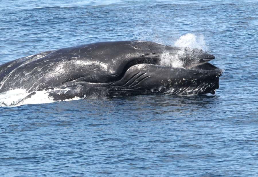 Boa Vista: Whale Watching Trip with Motoryacht - Why Boa Vista is a strong whale-watching base