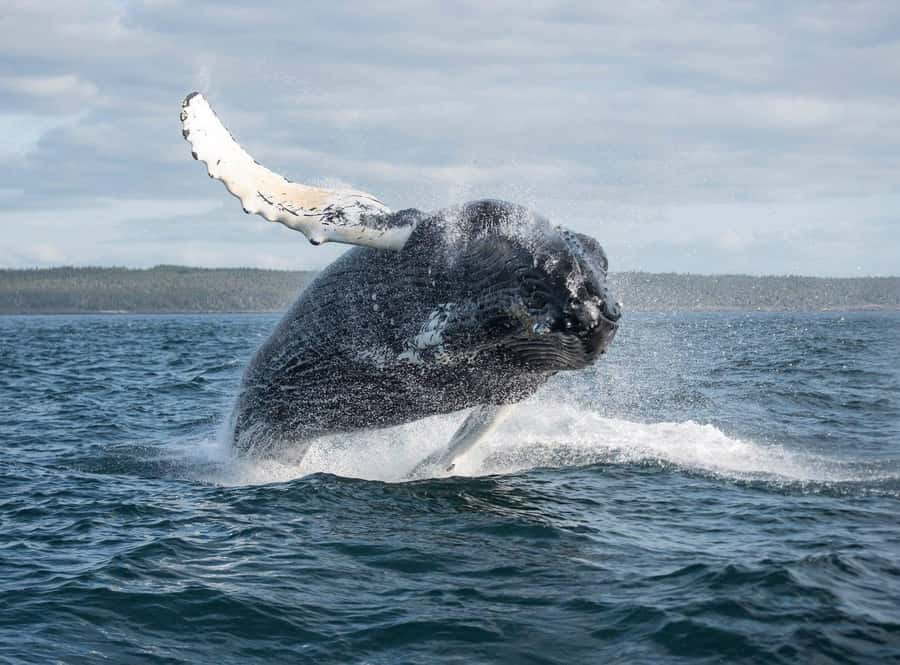Boa Vista: Whale Watching Trip with Motoryacht - A proper briefing before the whale search