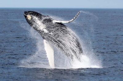 Whale Watching Trip with Motoryacht