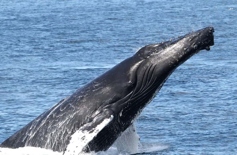 Boa Vista: Whale Watching Trip with Motoryacht - Sea conditions, comfort, and what to pack