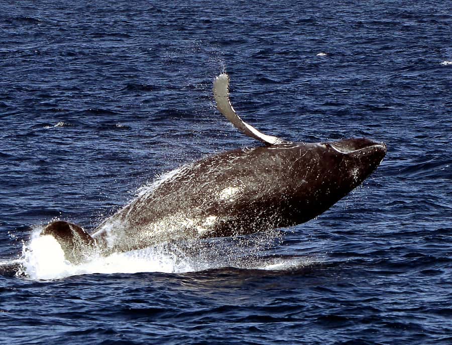 Boa Vista: Whale Watching Trip with Motoryacht - Booking timing, cancellations, and practical choices