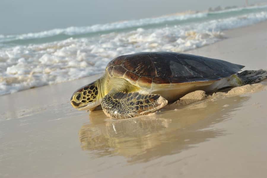 Boavista by Moonlight: The Sea Turtle Experience - Why Cape Verde matters to loggerhead turtles