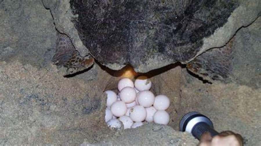Boavista by Moonlight: The Sea Turtle Experience - A low-light beach sets the right mood
