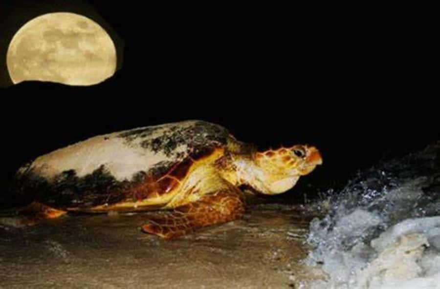 Boavista by Moonlight: The Sea Turtle Experience - The briefing explains what you are about to see