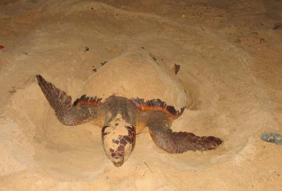 Boavista by Moonlight: The Sea Turtle Experience - Watching a loggerhead emerge from the ocean