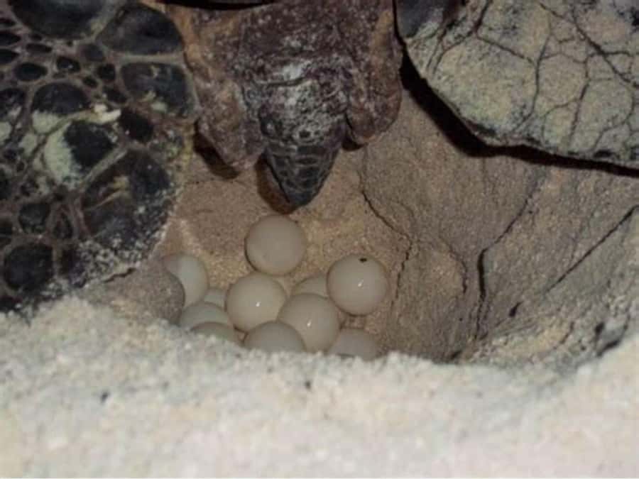 Boavista by Moonlight: The Sea Turtle Experience - Nesting, egg laying, and the return to sea