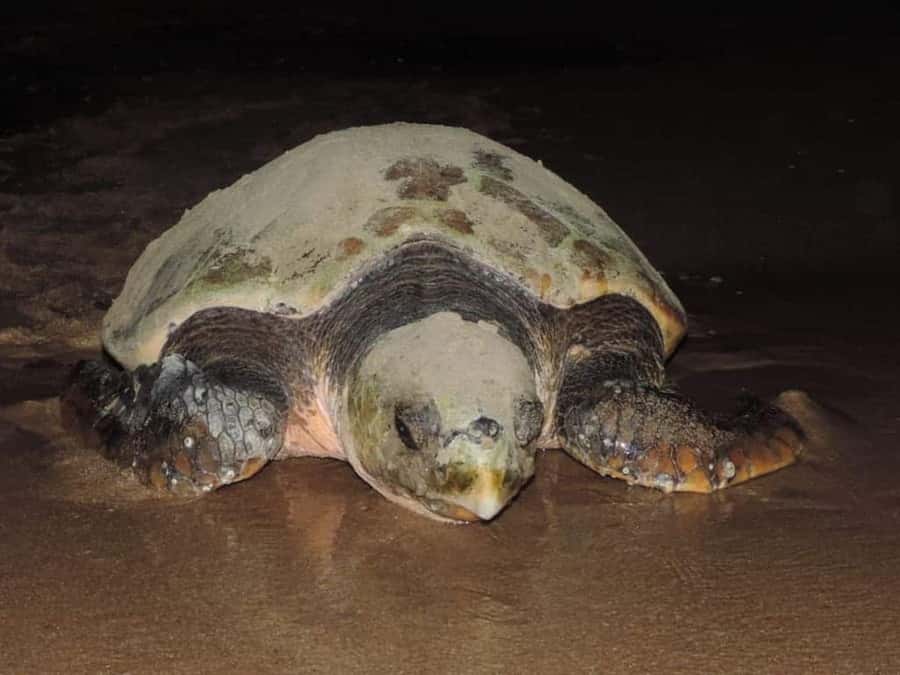 Boavista by Moonlight: The Sea Turtle Experience - A small group changes the feel of the outing