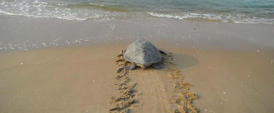 Boavista by Moonlight: The Sea Turtle Experience - What the $88 price really covers