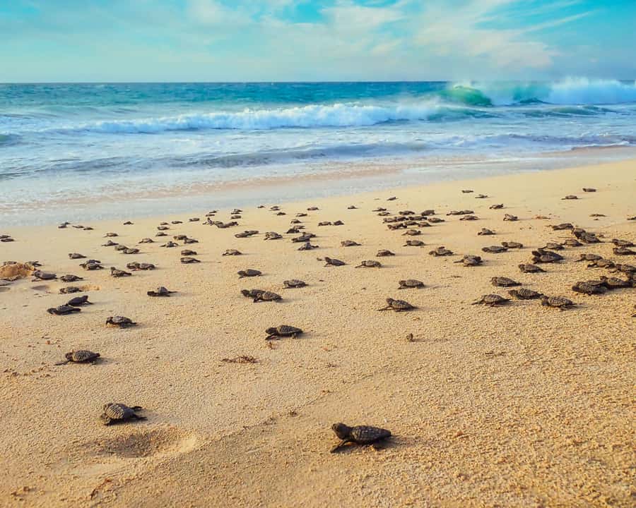 Boavista by Moonlight: The Sea Turtle Experience - Hotel pickup keeps the evening simple