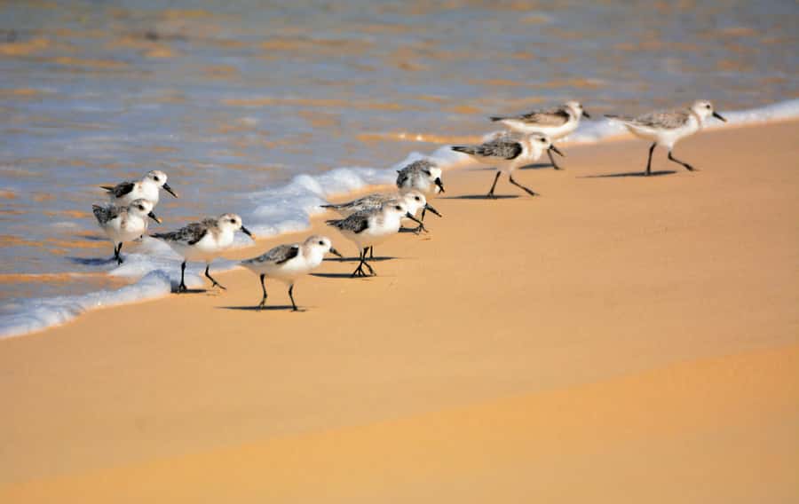 Boavista: Private Birdwatching Expedition in natural Habitat - Key points before you book