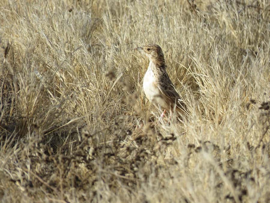 Boavista: Private Birdwatching Expedition in natural Habitat - Who should book this experience?
