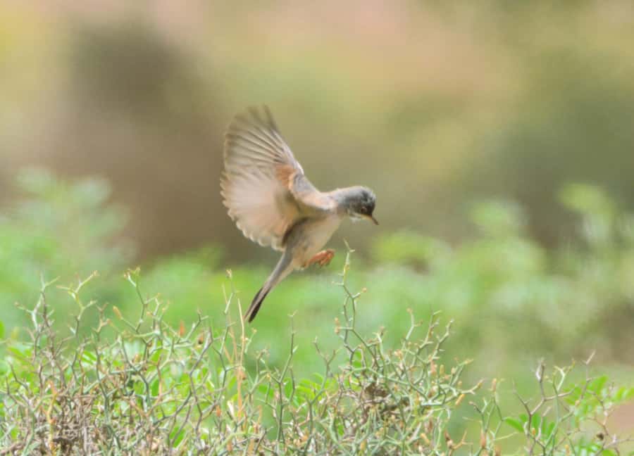 Boavista: Private Birdwatching Expedition in natural Habitat - What this Boa Vista bird tour is really like