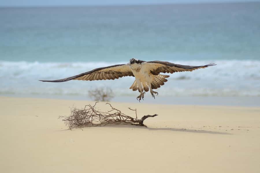 Boavista: Private Birdwatching Expedition in natural Habitat - Wetlands, salt marshes, and open country