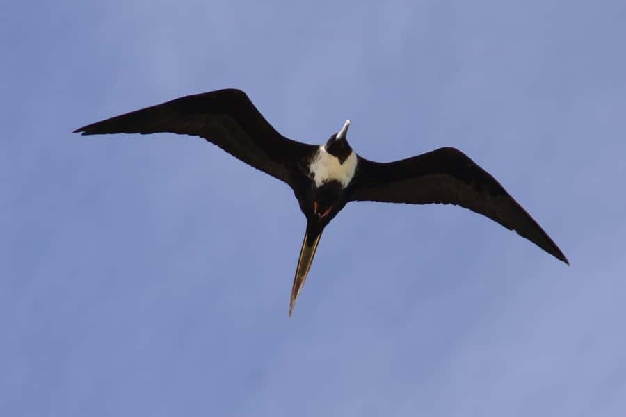 Boavista: Private Birdwatching Expedition in natural Habitat - Which birds might you see?