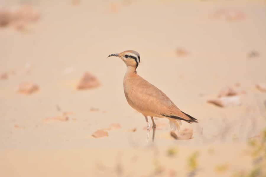 Boavista: Private Birdwatching Expedition in natural Habitat - The guide matters more than the vehicle