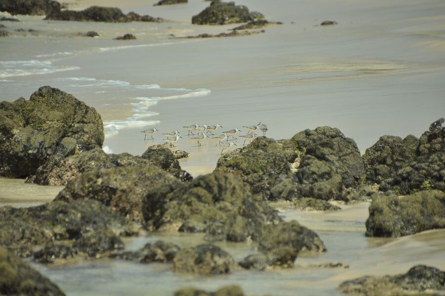 Boavista: Private Birdwatching Expedition in natural Habitat - Scenic driving beyond the birds
