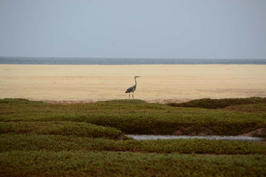 Boavista: Private Birdwatching Expedition in natural Habitat - How the season changes the experience