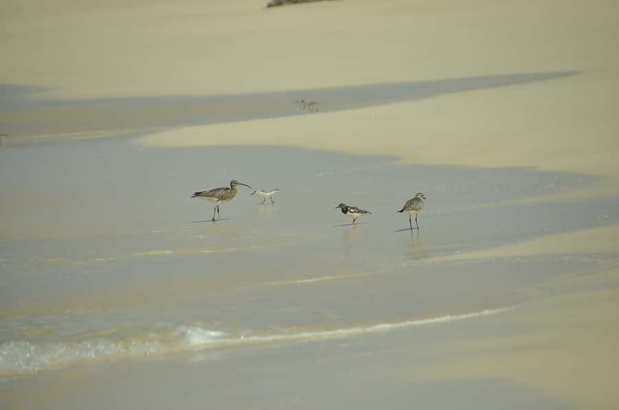 Boavista: Private Birdwatching Expedition in natural Habitat - Is $176 per person good value?