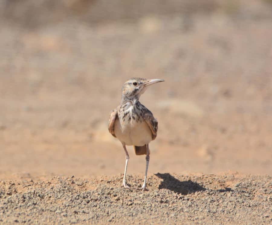 Boavista: Private Birdwatching Expedition in natural Habitat - Starting with hotel pickup and a private Jeep