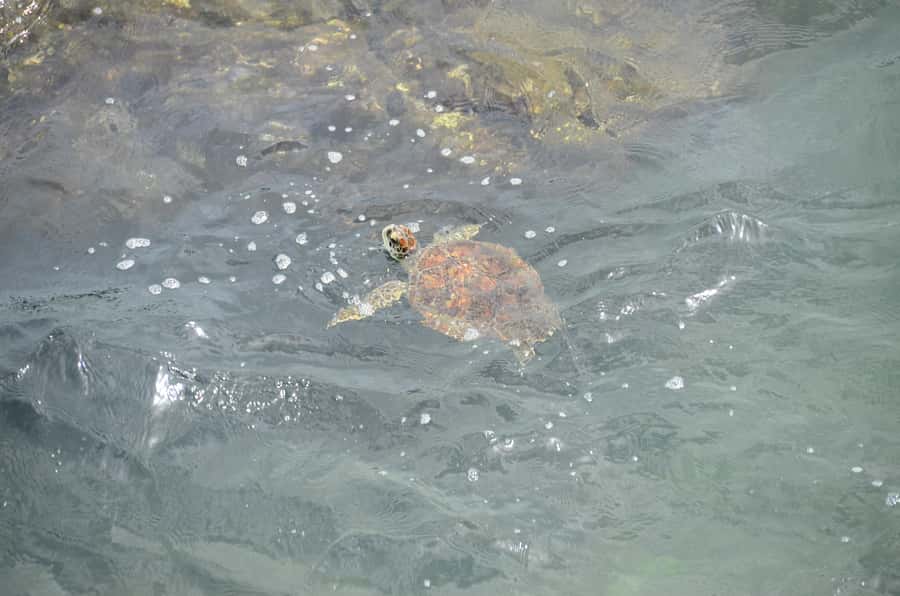 Boavista: Turtle, Shark, Santa Monica, Sandboard & Tasting - Why this four-hour tour works so well