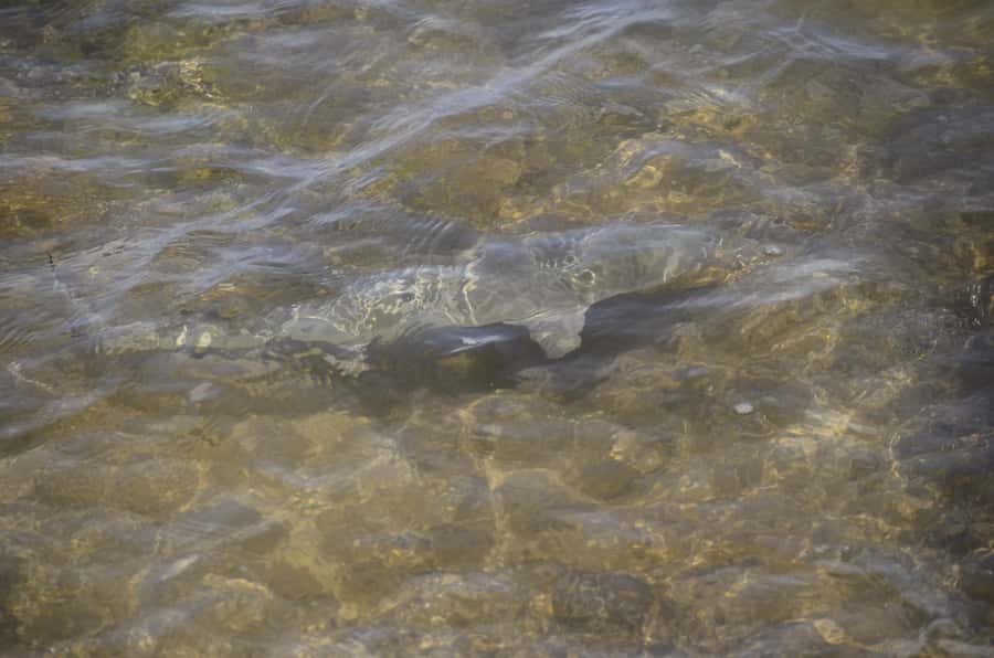 Boavista: Turtle, Shark, Santa Monica, Sandboard & Tasting - Morro de Areia and the island’s mini Sahara