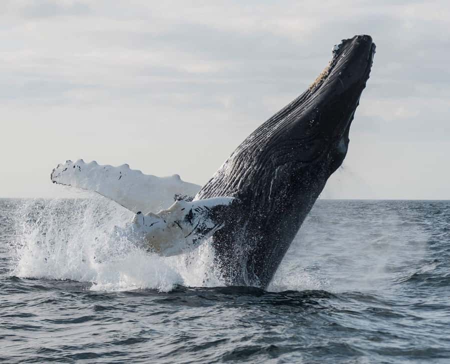 Boavista: Whale Watching half day trip - Why Boa Vista is a whale-watching hotspot