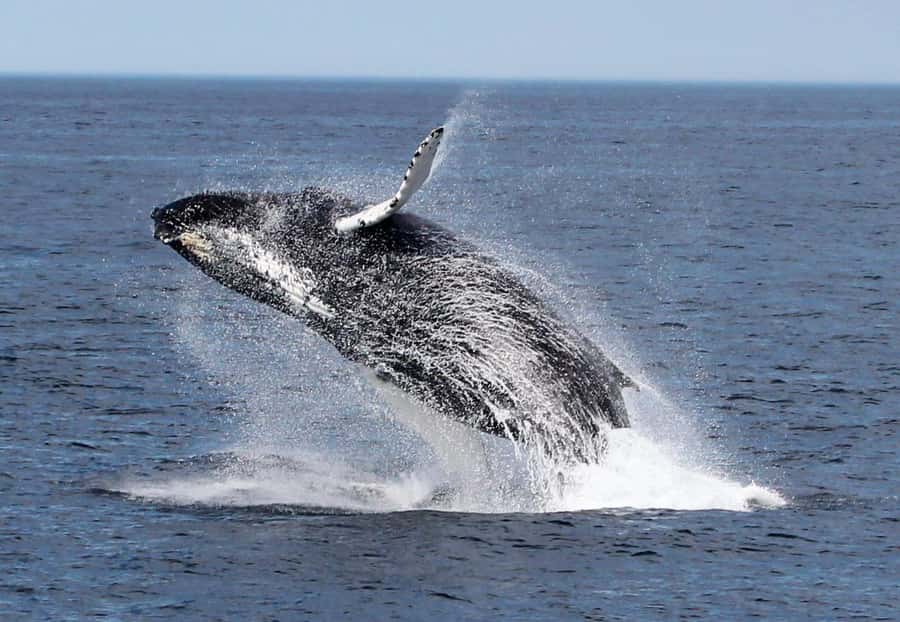 Boavista: Whale Watching half day trip - Two hours of whale watching off Boa Vista