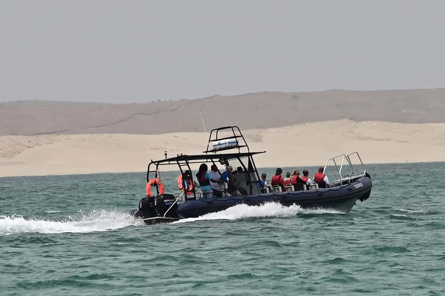 Boavista: Whale Watching half day trip - What the marine biologist adds