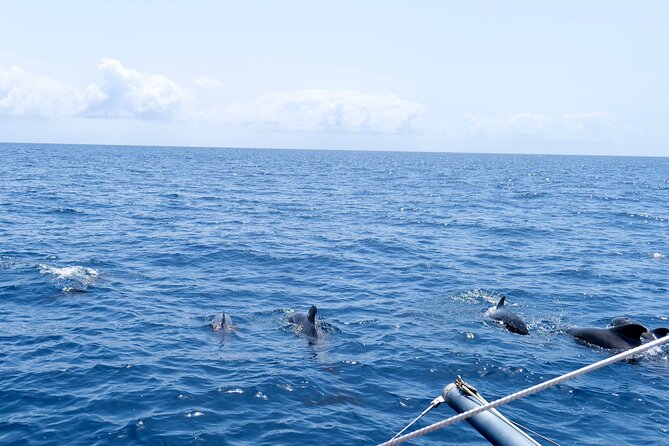 Catamaran Half Day - Beautiful day on the Atlantic Ocean - Is $68.36 a fair price?