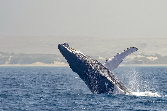 Catamaran Sailing Tour or Whale Watching at Boa Vista - Summer sailing in Sal Rei Bay and time on Djeu Island