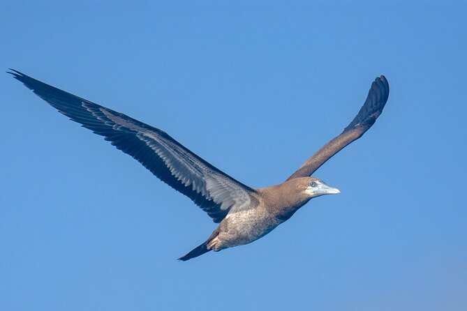 Catamaran Sailing Tour or Whale Watching at Boa Vista - What you may actually do aboard